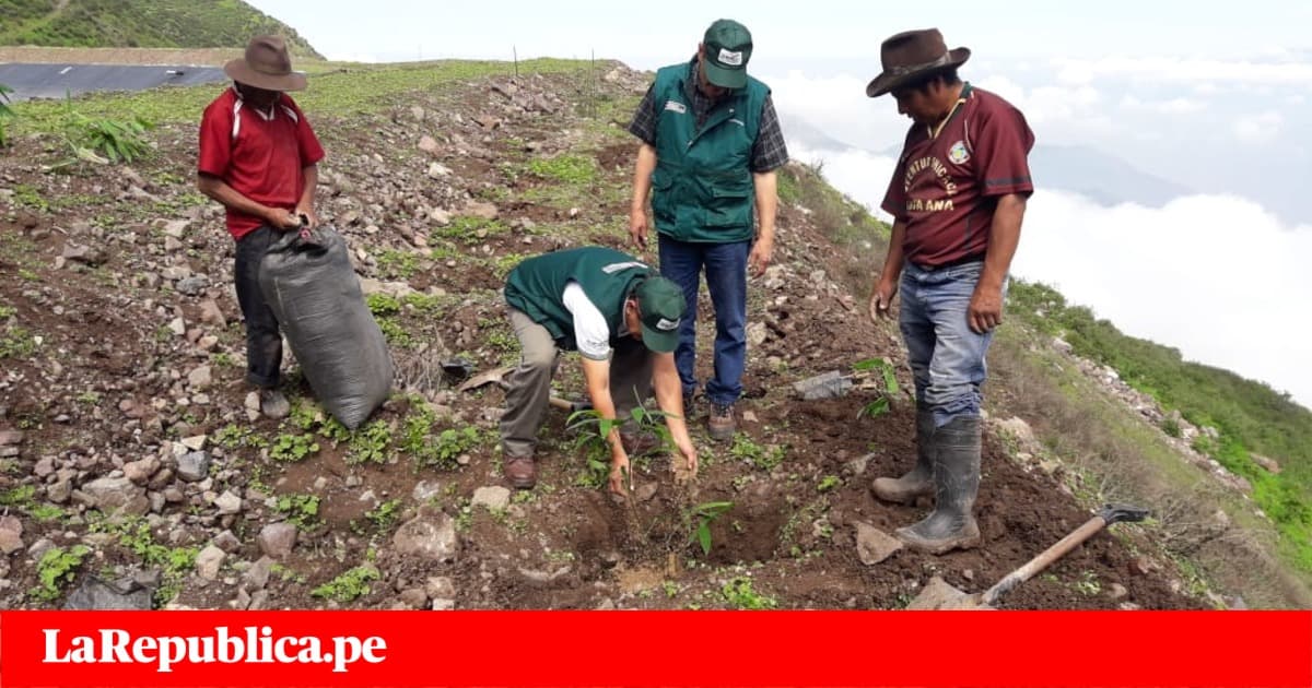 Huarochir&iacute;: plantan bamb&uacute;es para evitar deslizamientos [FOTOS] | 1 de 8