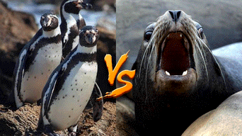 Unos pingüinos intentaban alcanzar sus nidos pero debían pasar sobre una colonia de leones marinos. (Foto:Captura) YouTube-Viral-Animales