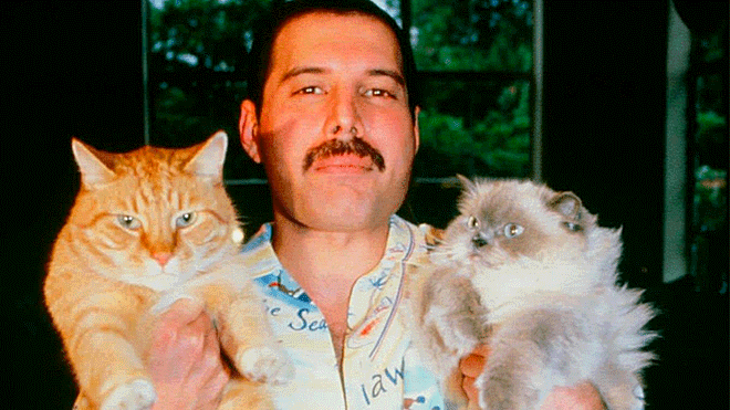 Resultado de imagen para el gato de freddie mercury