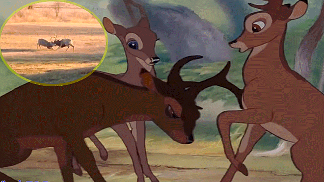 Facebook video viral: Encuentran a Bambi enfrentándose a otro ciervo