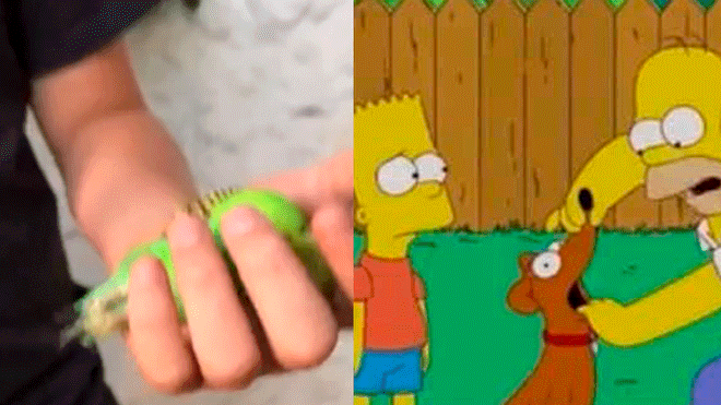 Facebook: ¿Los Simpsons predijeron la muerte del "Chimuelo? Imágenes asombran al mundo
