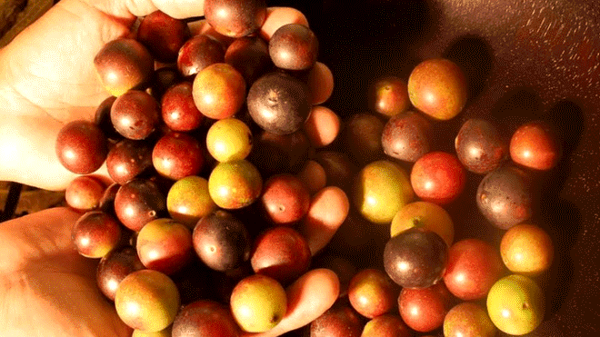 Mincetur: Exportaciones de Loreto crecerán con actualización del Plan Regional Exportador
